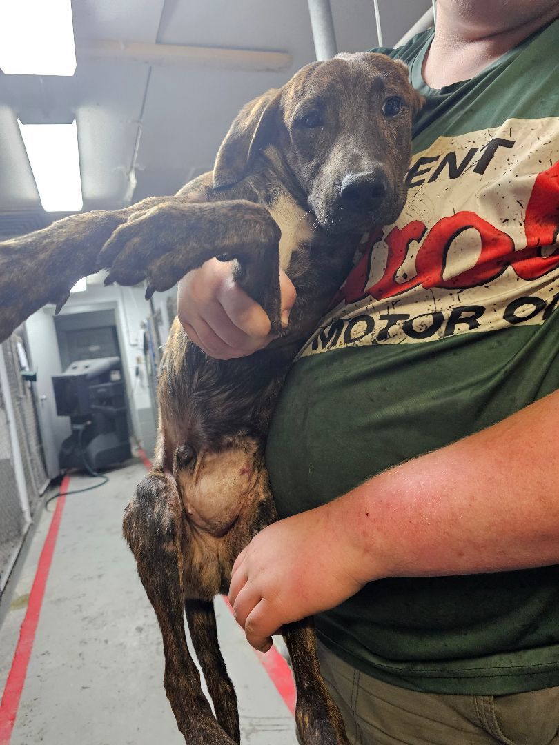 Three hundred , Adoptable, Young Male Hound.