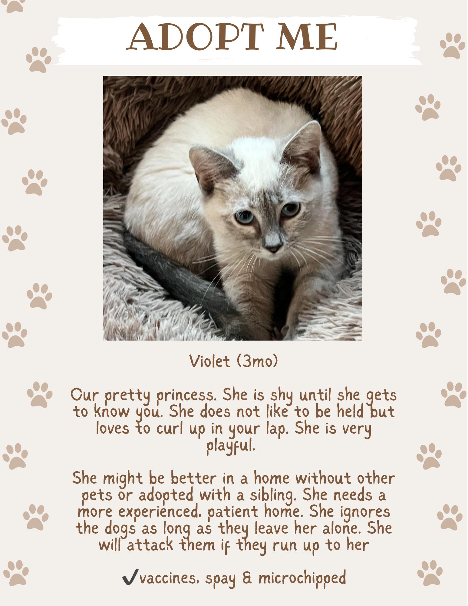 Enlarge Violet, a Adopted Domestic Short Hair in Anna, TX image 1/1