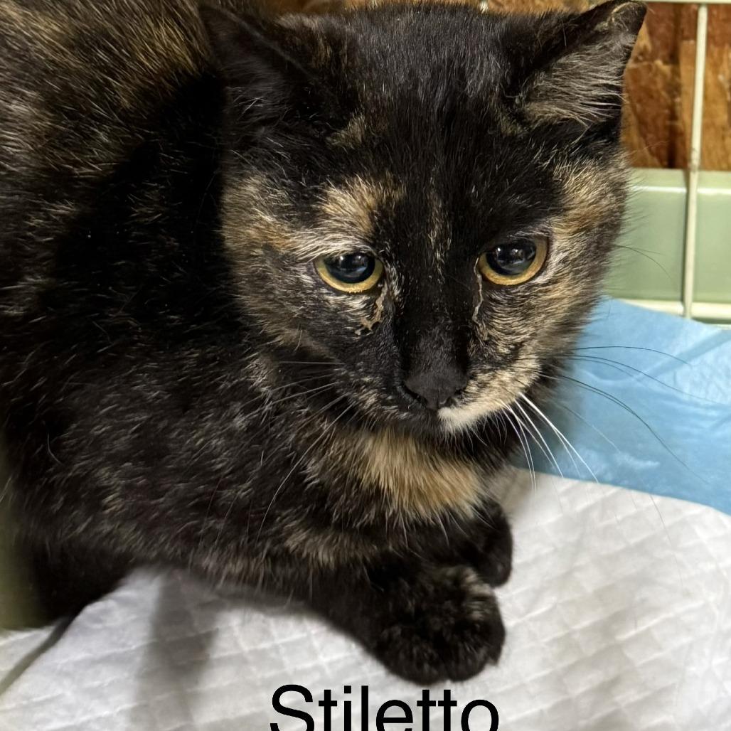 Stiletto, Adoptable, Young Female Domestic Short Hair & Domestic Short Hair.