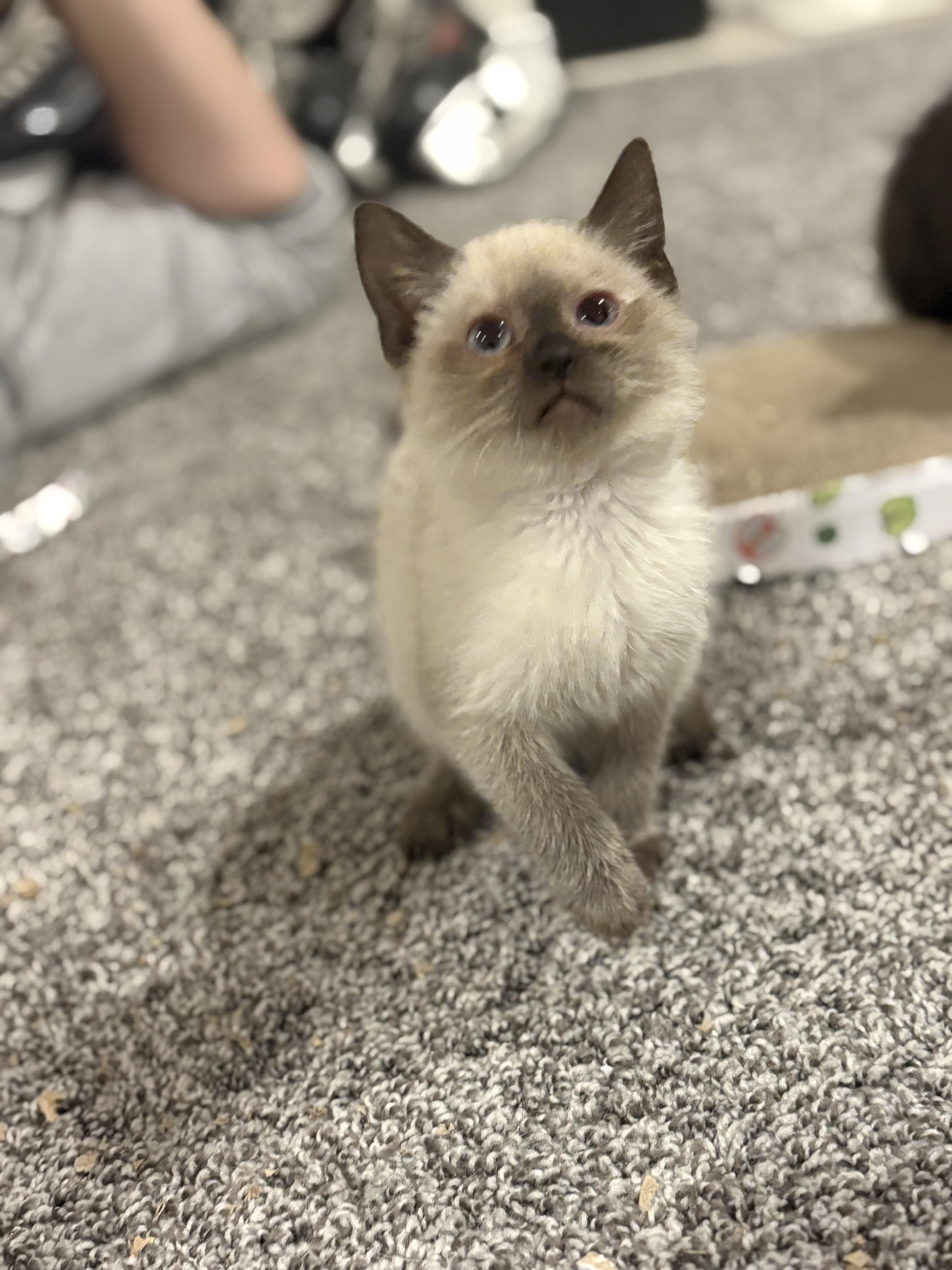 Calypso, a Adoptable Domestic Short Hair image 1/3