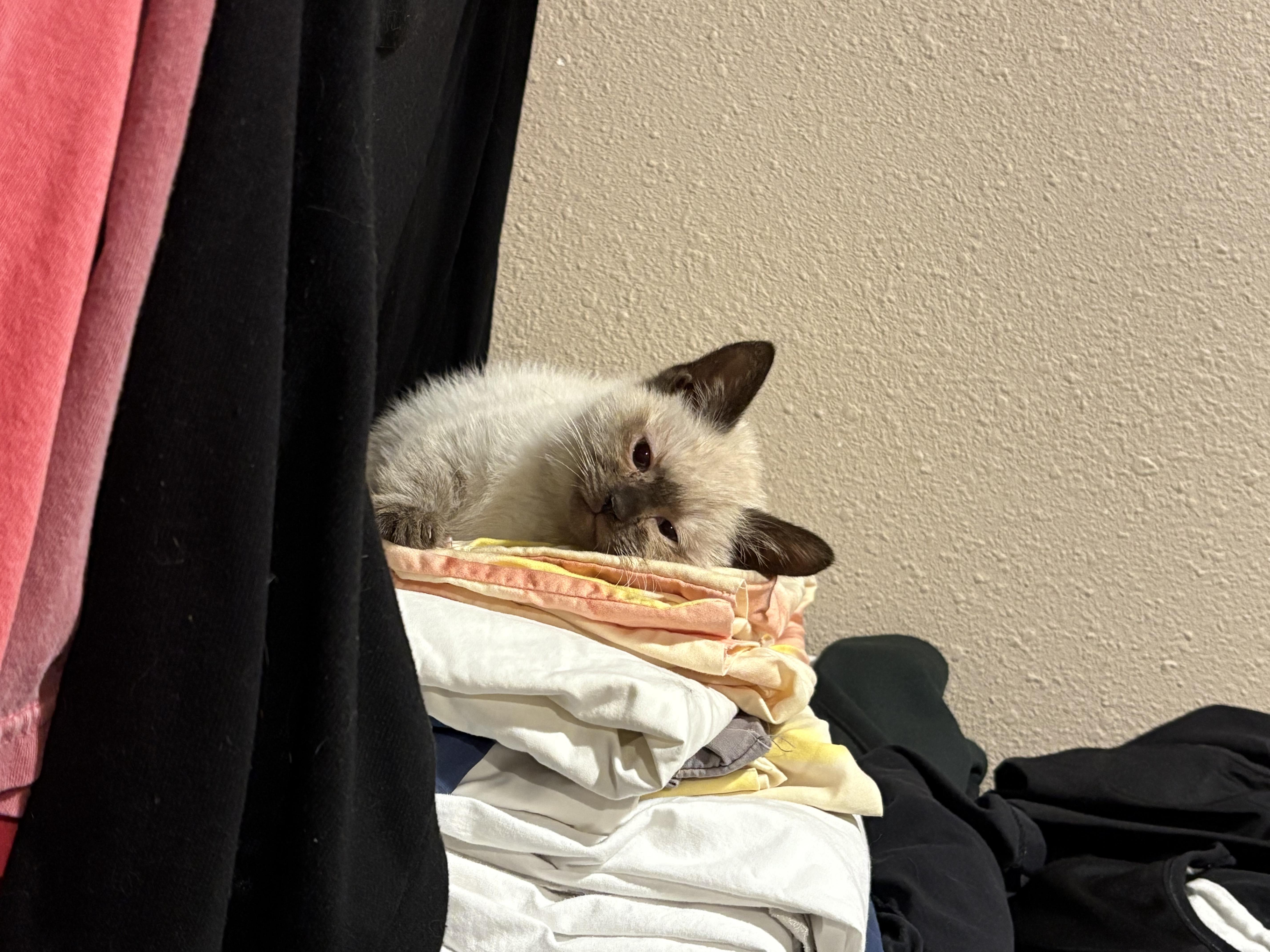 Calypso, a Adoptable Domestic Short Hair image 2/3