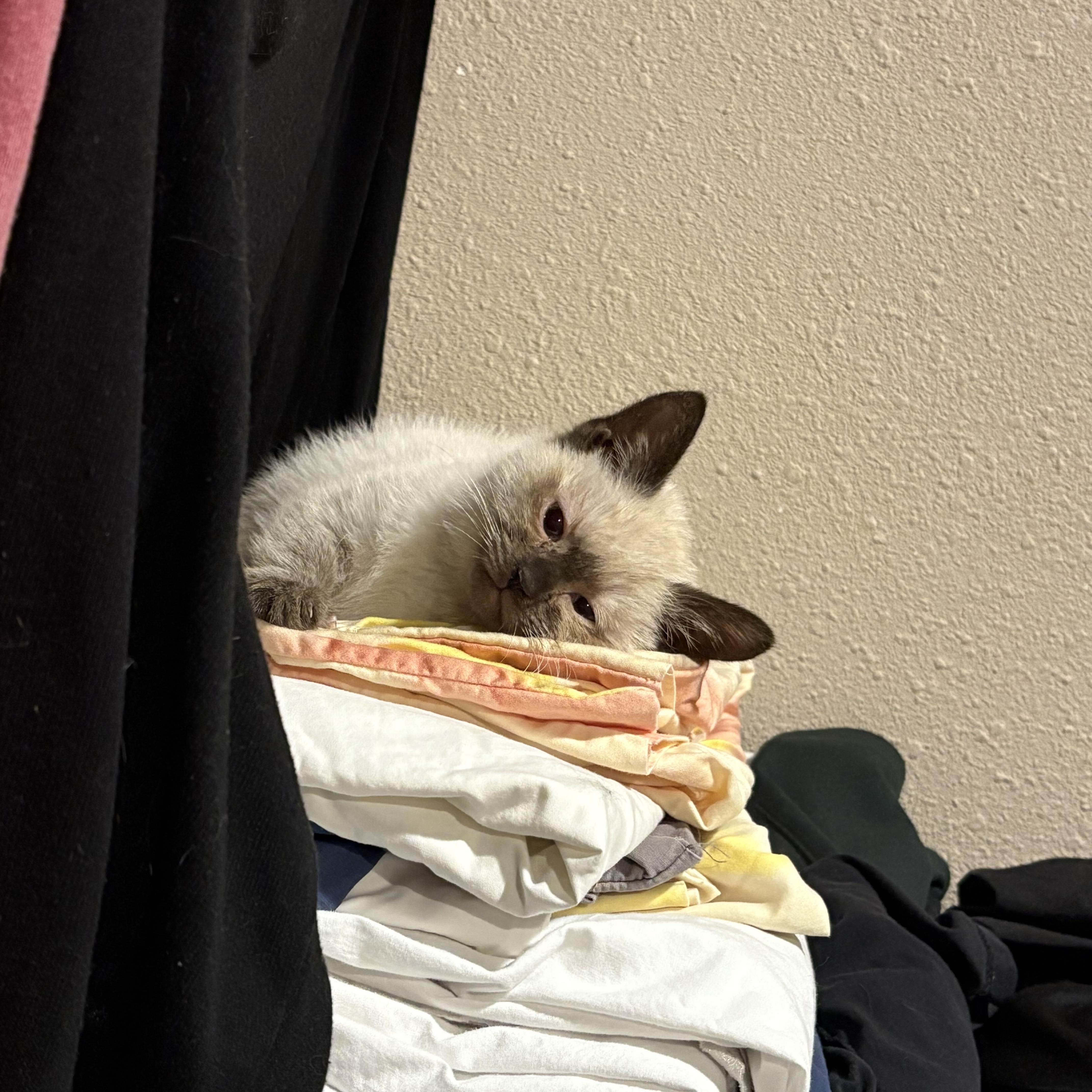 Enlarge Calypso, an adoptable Domestic Short Hair in Boone, IA image 2/4