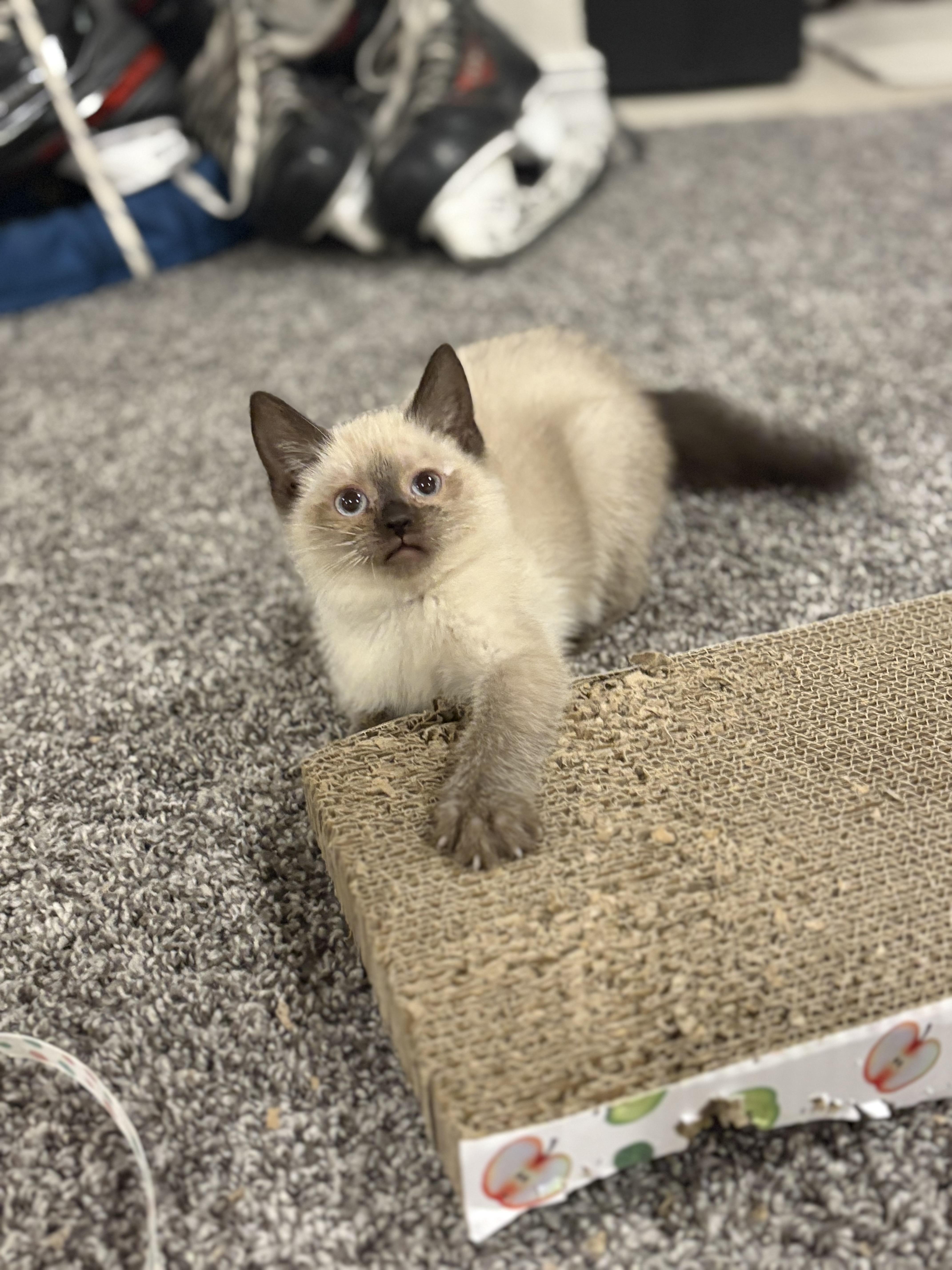 Calypso, a Adoptable Domestic Short Hair image 3/3