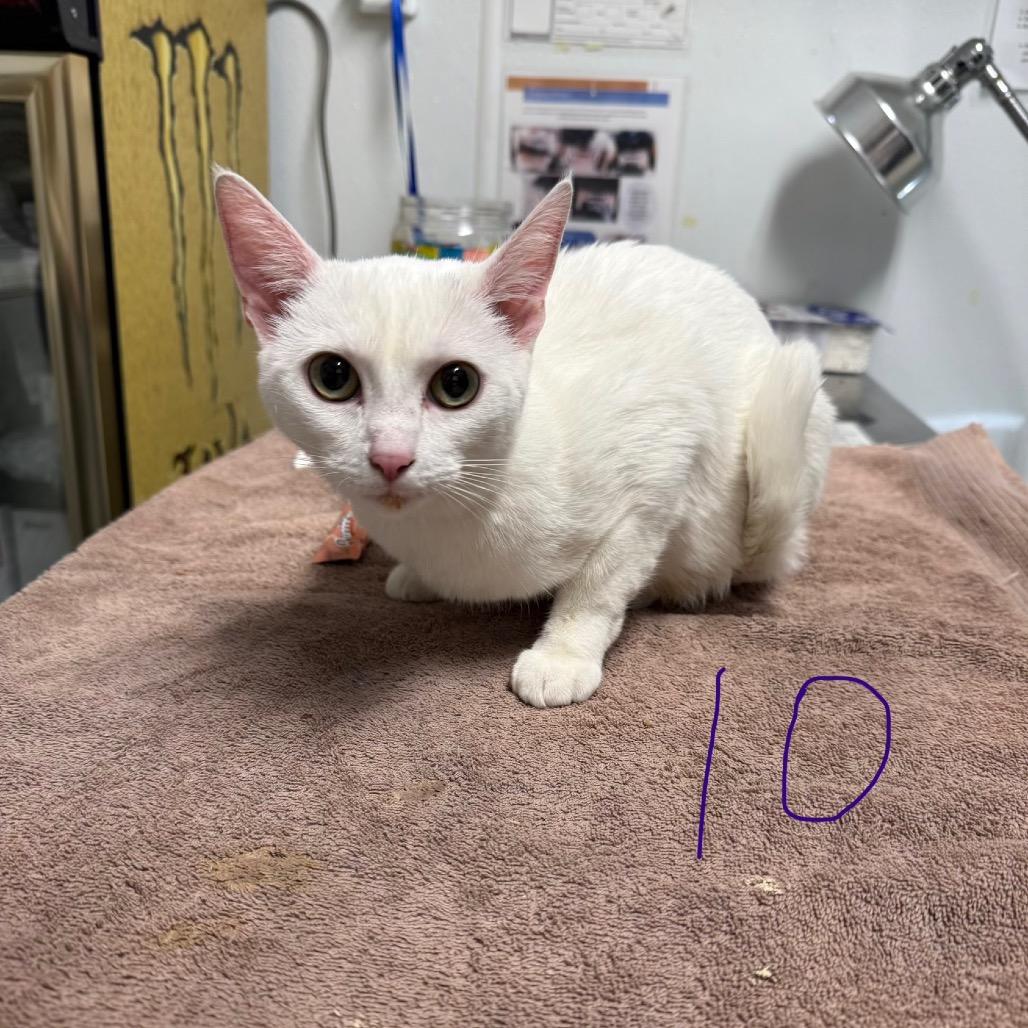 Havarti, Adoptable, Young Female Domestic Short Hair.