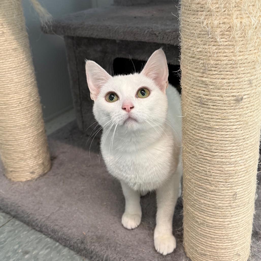 Enlarge Havarti, a Adoptable Domestic Short Hair in Mount Shasta, CA image 2/2