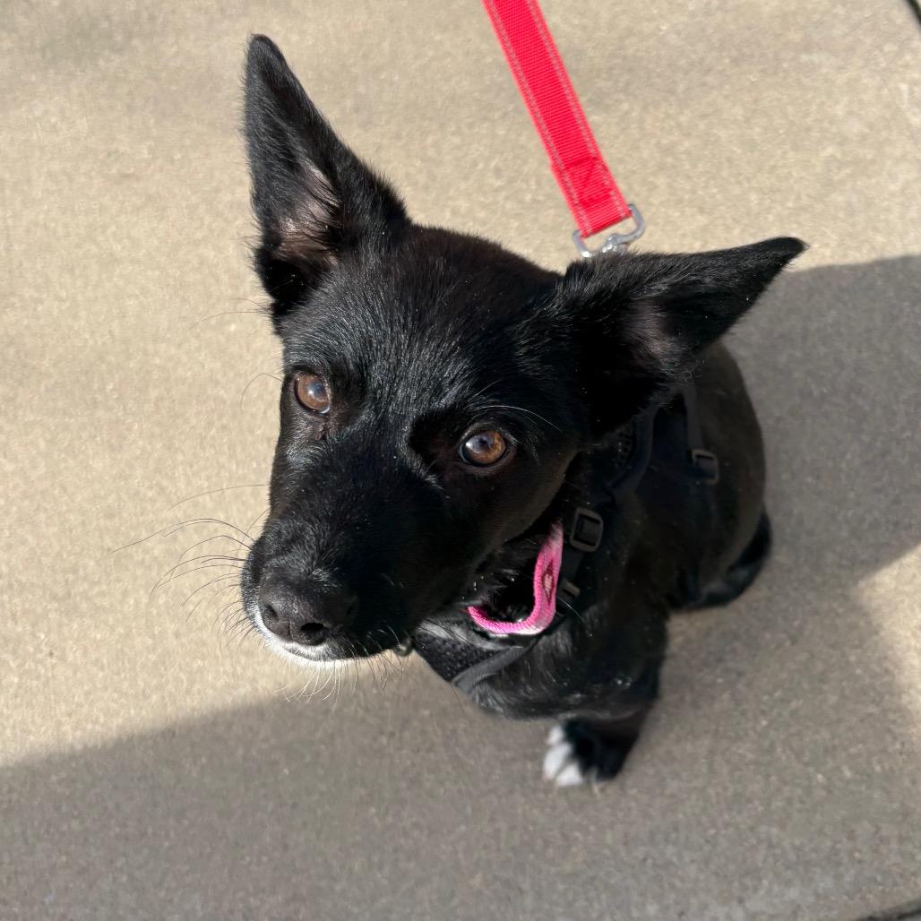 Rosalia, Adoptable, Puppy Female Border Collie.
