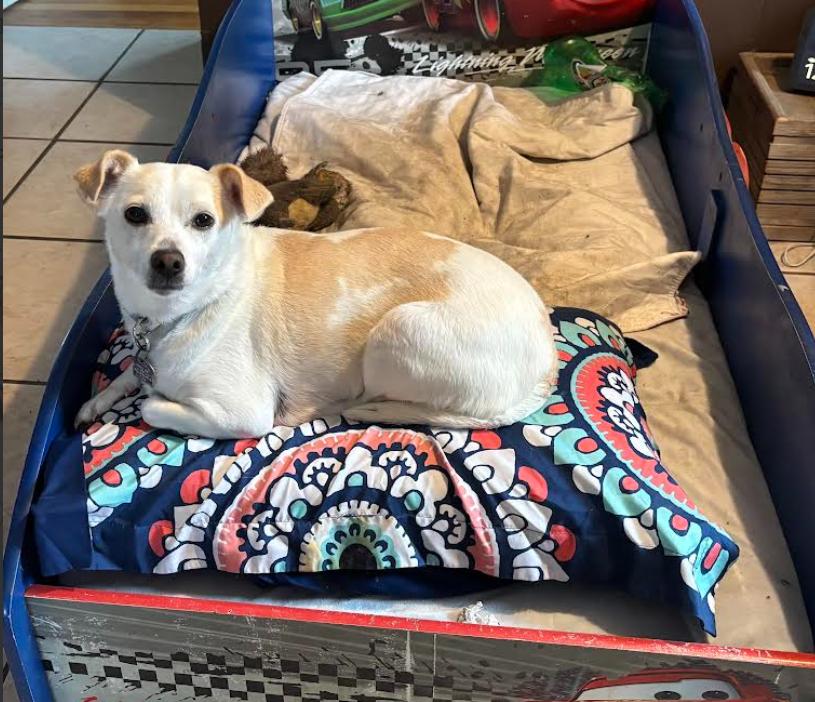 Daisy In Ri thumbnail 2