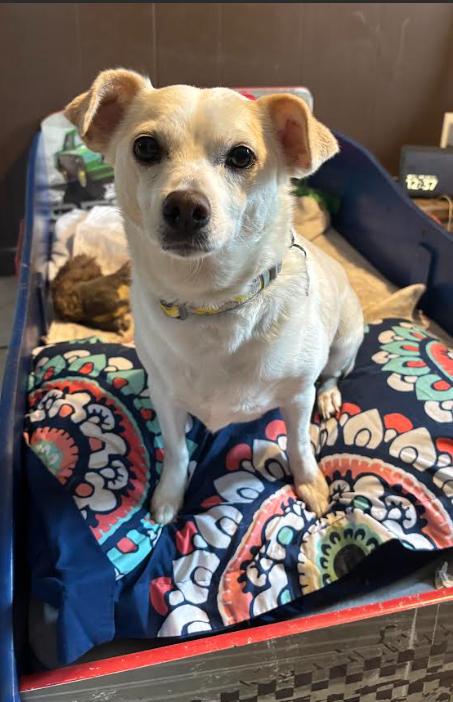 Daisy In Ri thumbnail 4