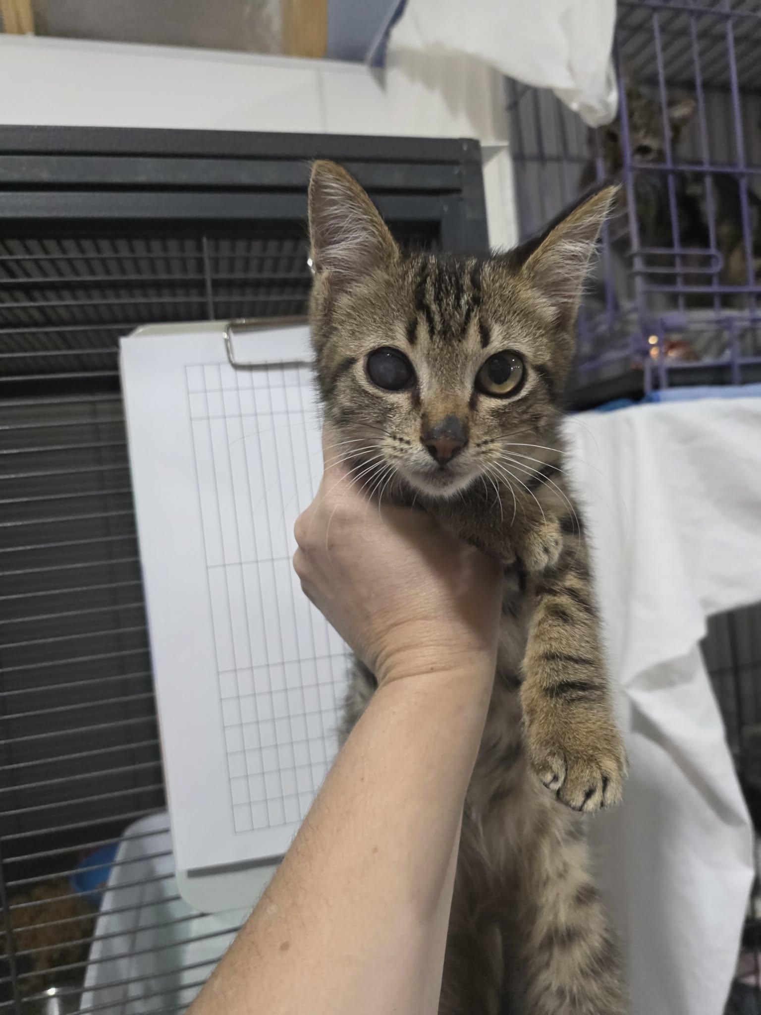 Mars, adopted, Kitten Male Domestic Short Hair.