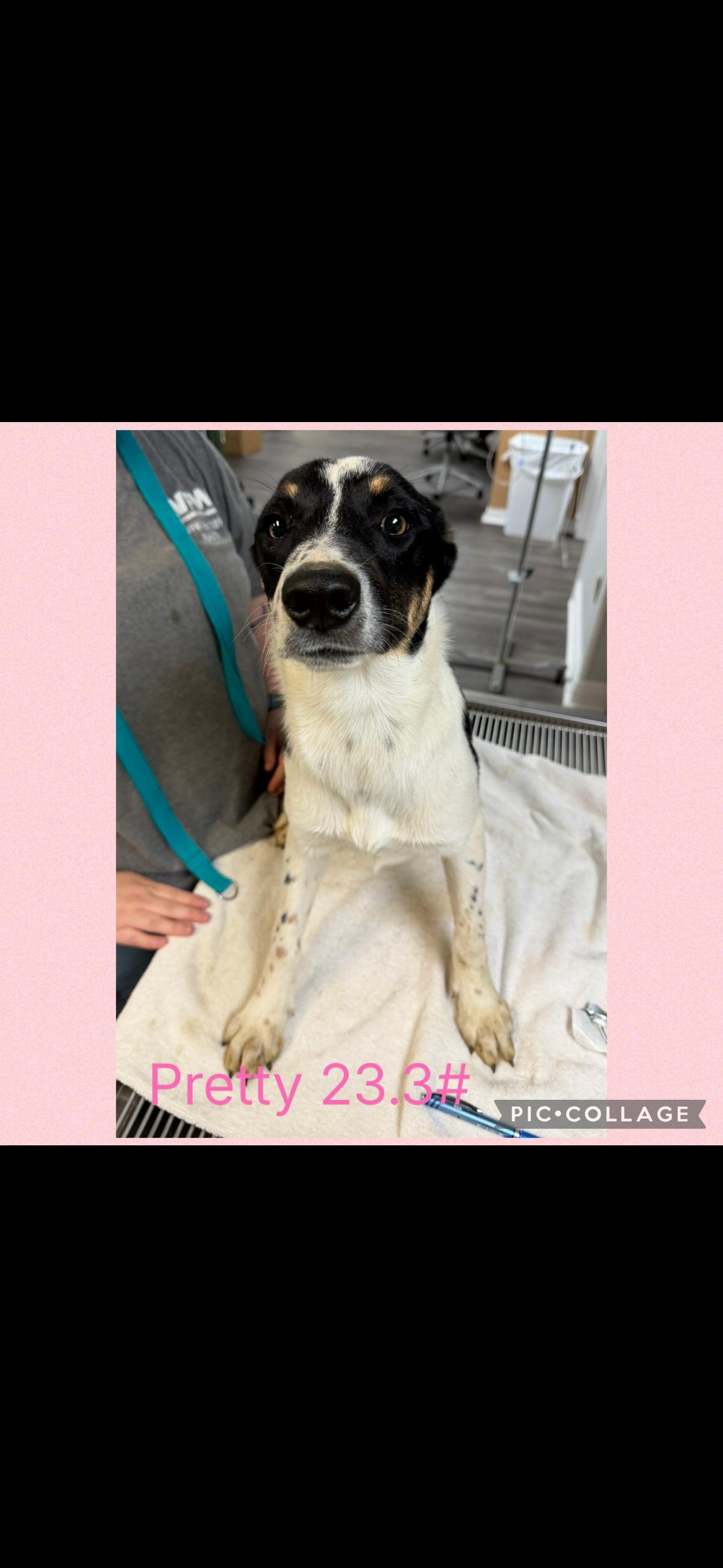 Enlarge Pretty, a Adoptable mixed breed in seaside heights, NJ image 1/2