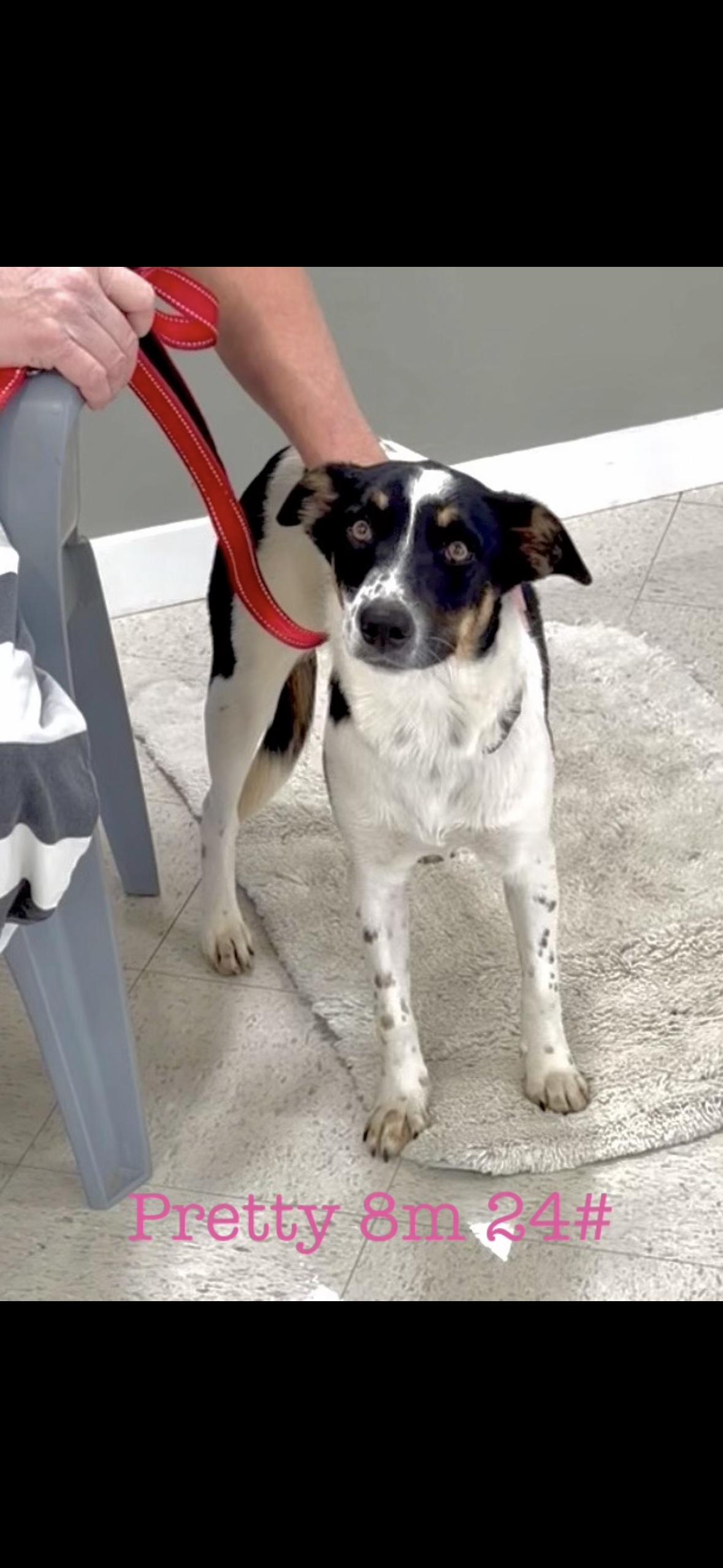 Enlarge Pretty, a Adoptable mixed breed in seaside heights, NJ image 2/2