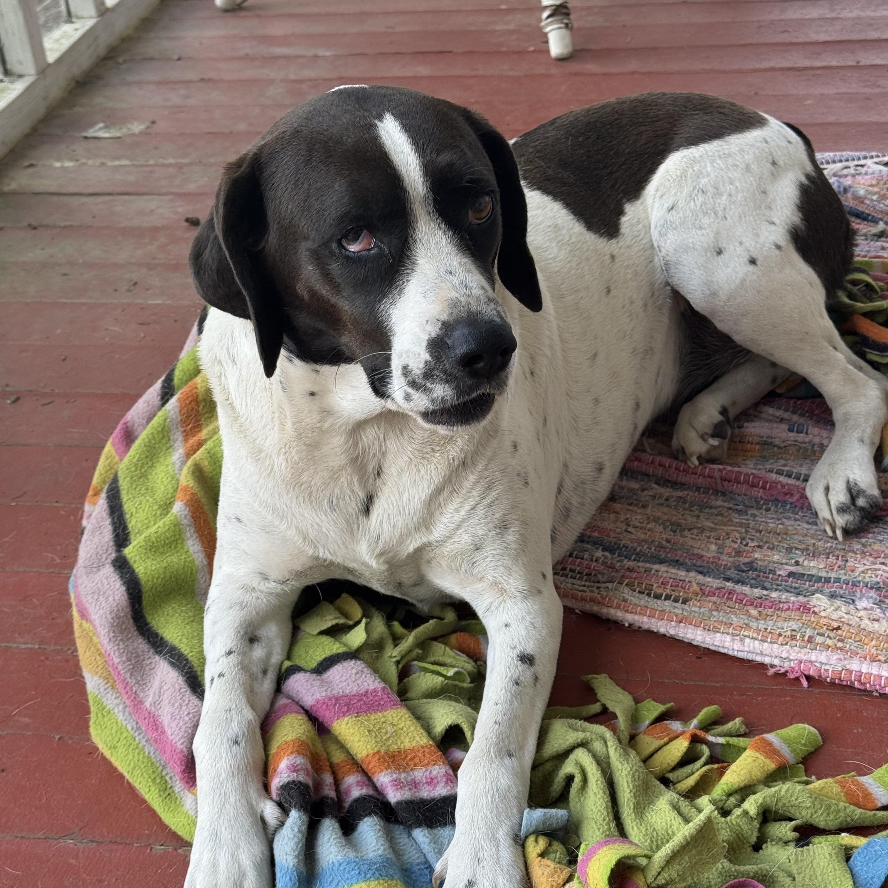 Daisy, a ADOPTABLE mixed breed in Valley Cottage, NY image 5/6