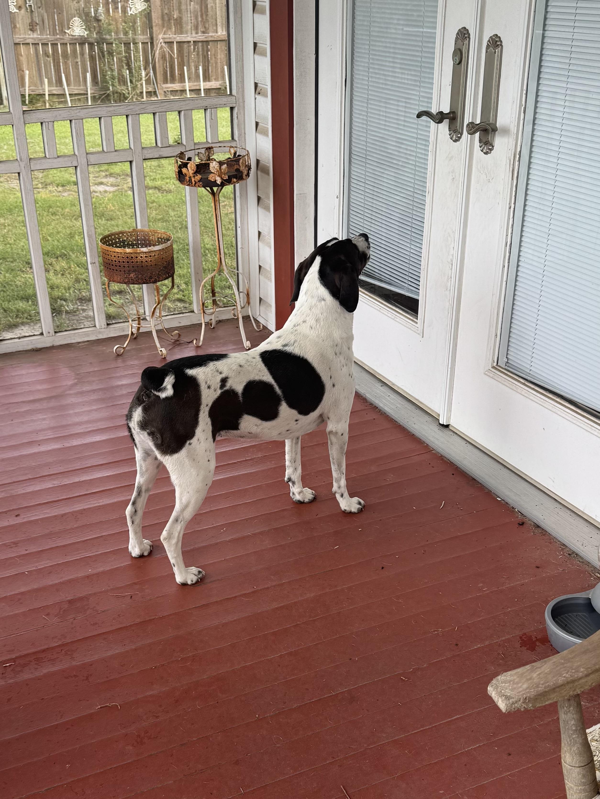Daisy, a ADOPTABLE mixed breed in Valley Cottage, NY image 3/6