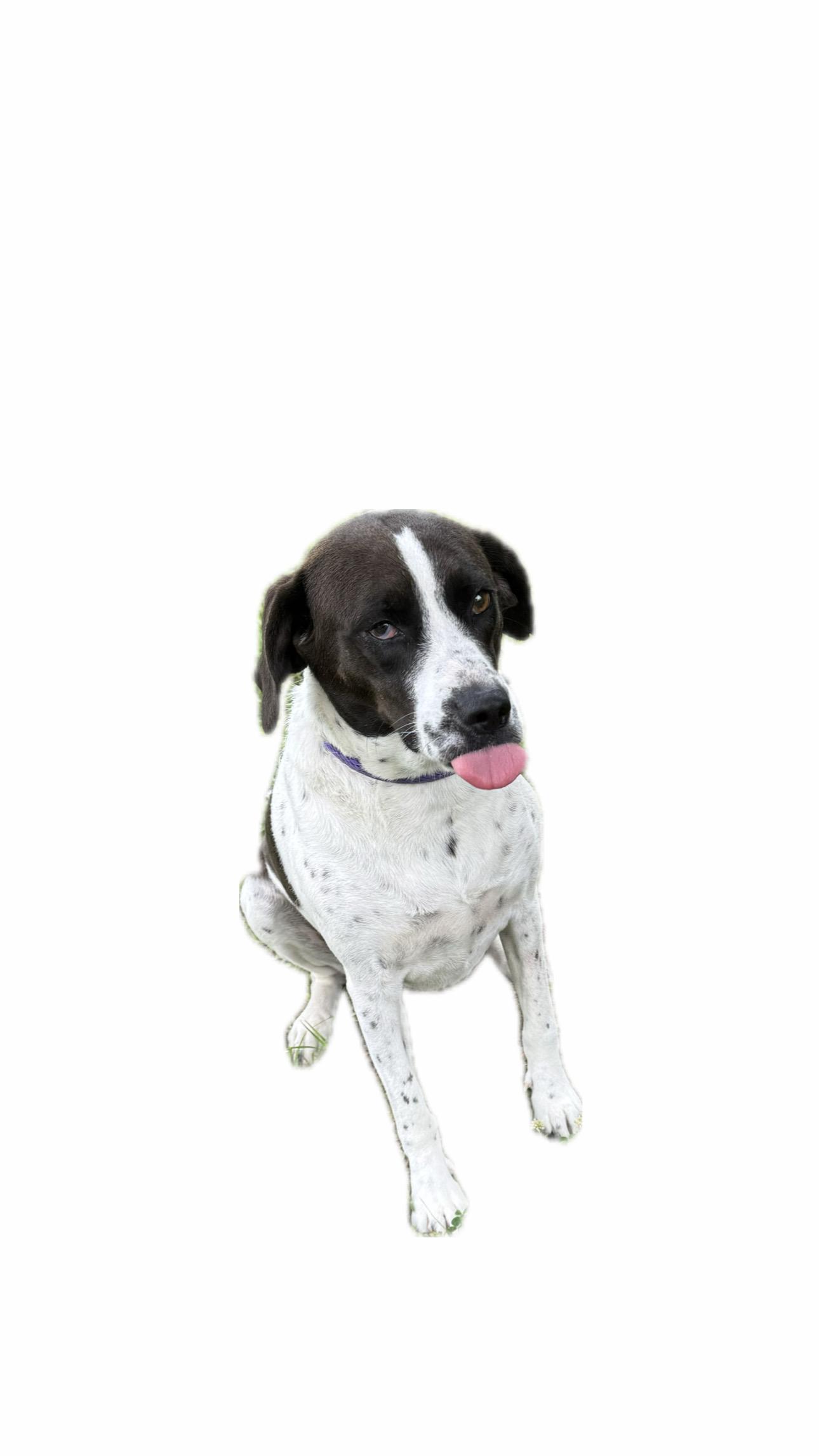 Daisy, a ADOPTABLE mixed breed in Valley Cottage, NY image 2/6