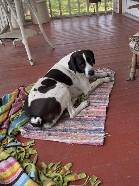 Daisy, a ADOPTABLE mixed breed in Valley Cottage, NY image 1/6