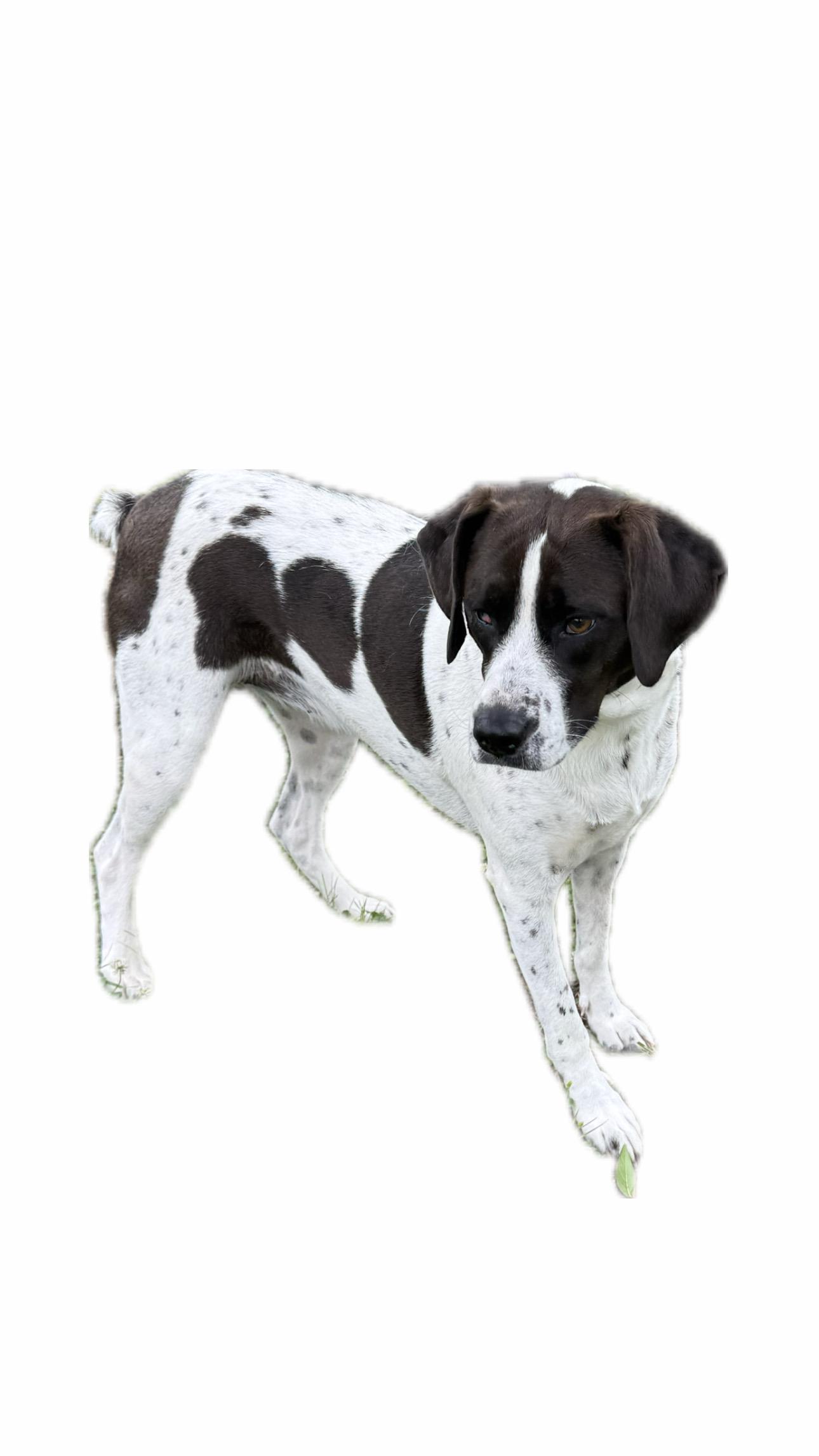 Daisy, a ADOPTABLE mixed breed in Valley Cottage, NY image 4/6