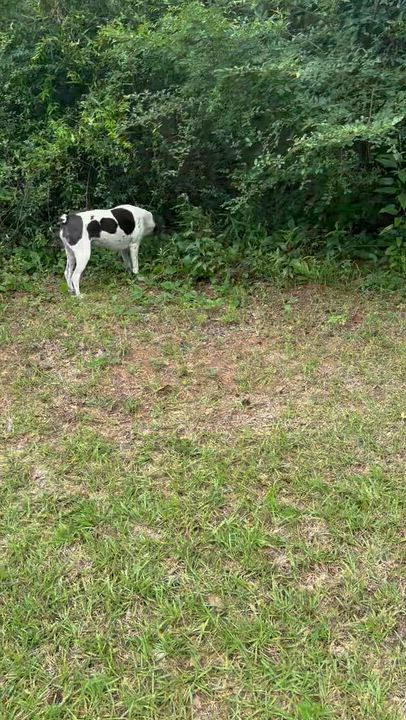Enlarge Daisy, a ADOPTABLE mixed breed in Valley Cottage, NY video 6/6