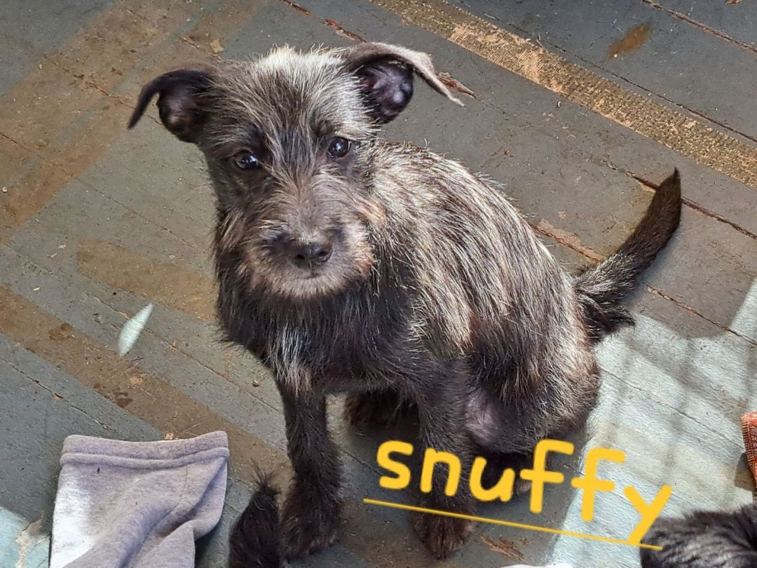 Enlarge Snuffy, a Adopted mixed breed in Pekin, IL image 1/4