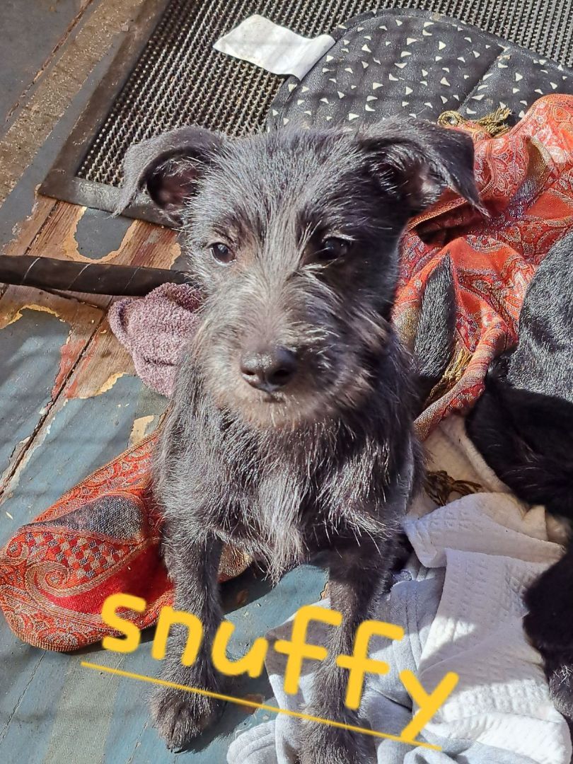 Enlarge Snuffy, a Adopted mixed breed in Pekin, IL image 2/4