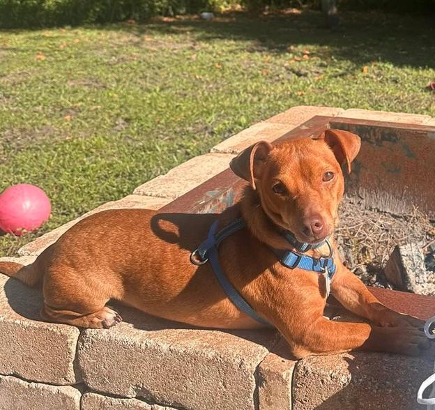 Enlarge Rudy ADOPTION PENDING, a Adoptable mixed breed in Osteen, FL image 1/3