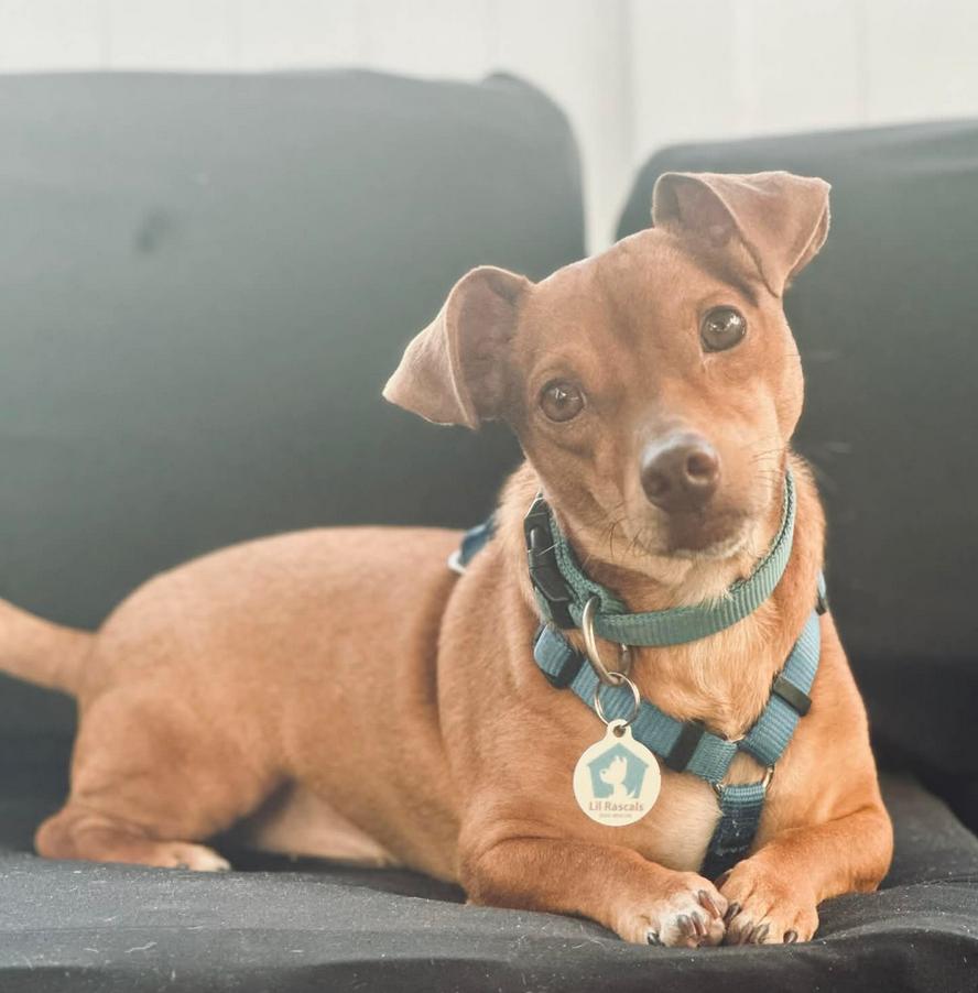 Enlarge Rudy ADOPTION PENDING, a Adoptable mixed breed in Osteen, FL image 2/3