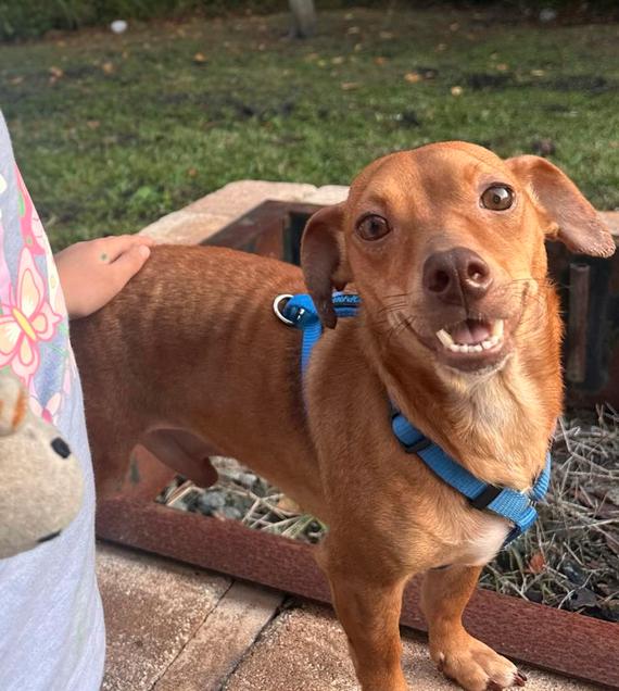 Enlarge Rudy ADOPTION PENDING, a Adoptable mixed breed in Osteen, FL image 3/3