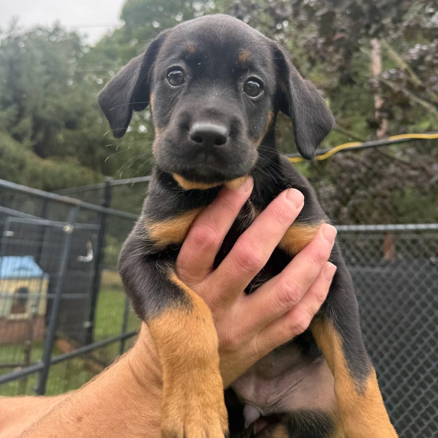 Enlarge Ursula, a Adopted mixed breed in Groton, CT image 1/4