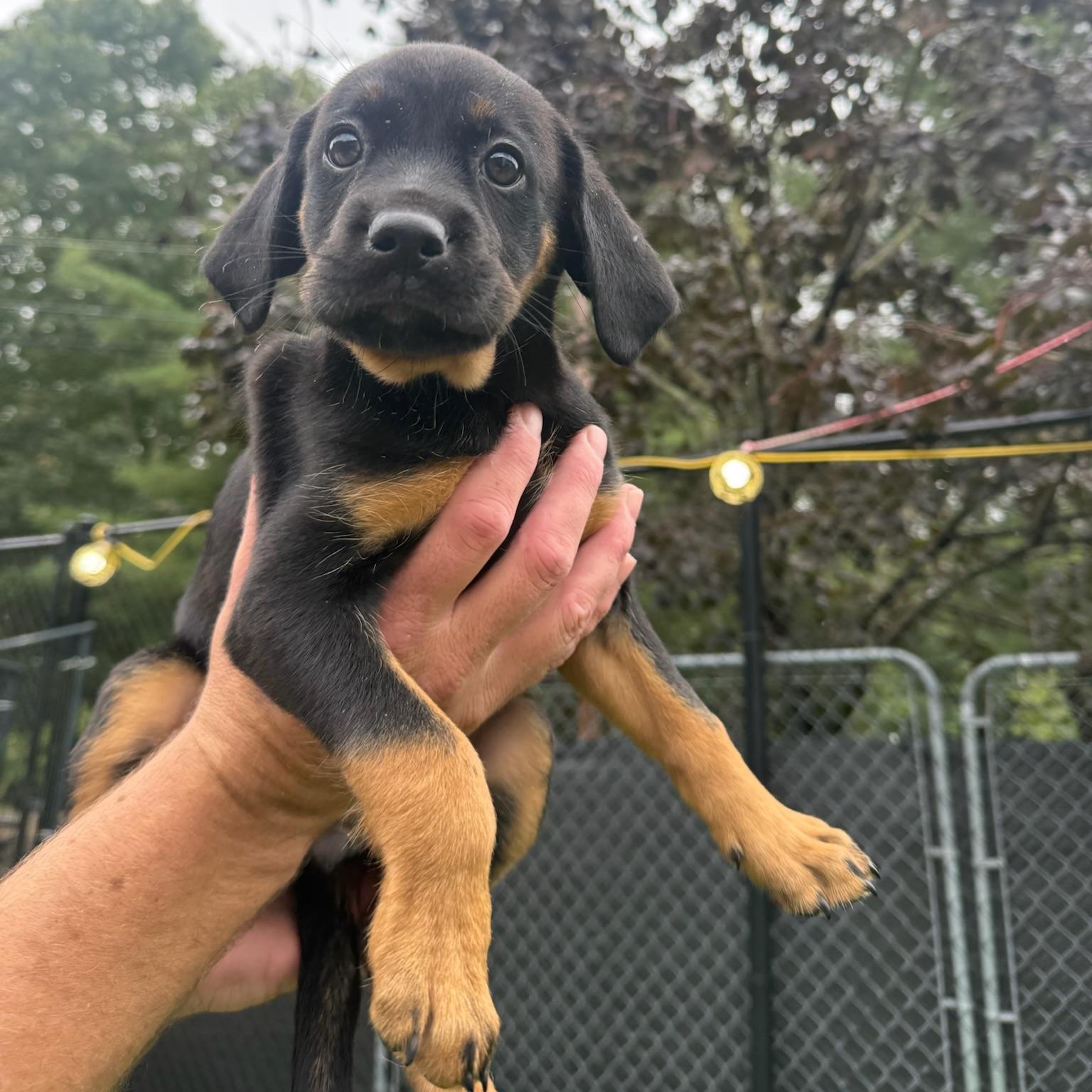 Enlarge Ursula, a Adopted mixed breed in Groton, CT image 3/4