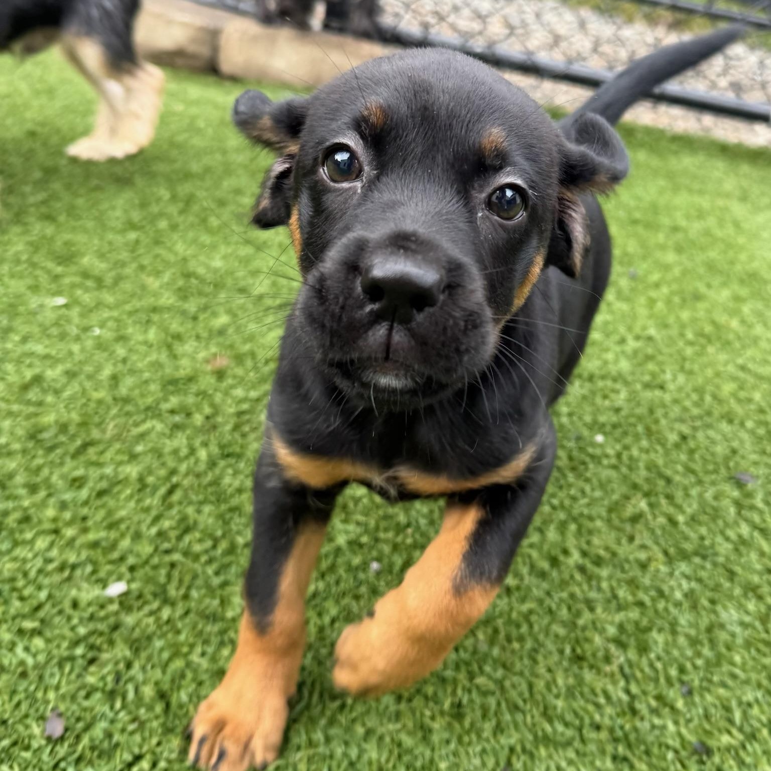 Enlarge Ursula, a Adopted mixed breed in Groton, CT image 2/4