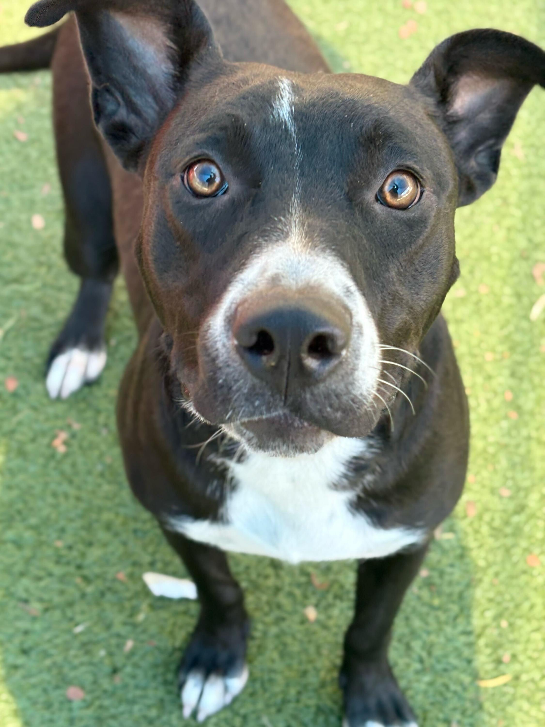 Enlarge Deja, a Adoptable mixed breed in Portland, ME image 3/3