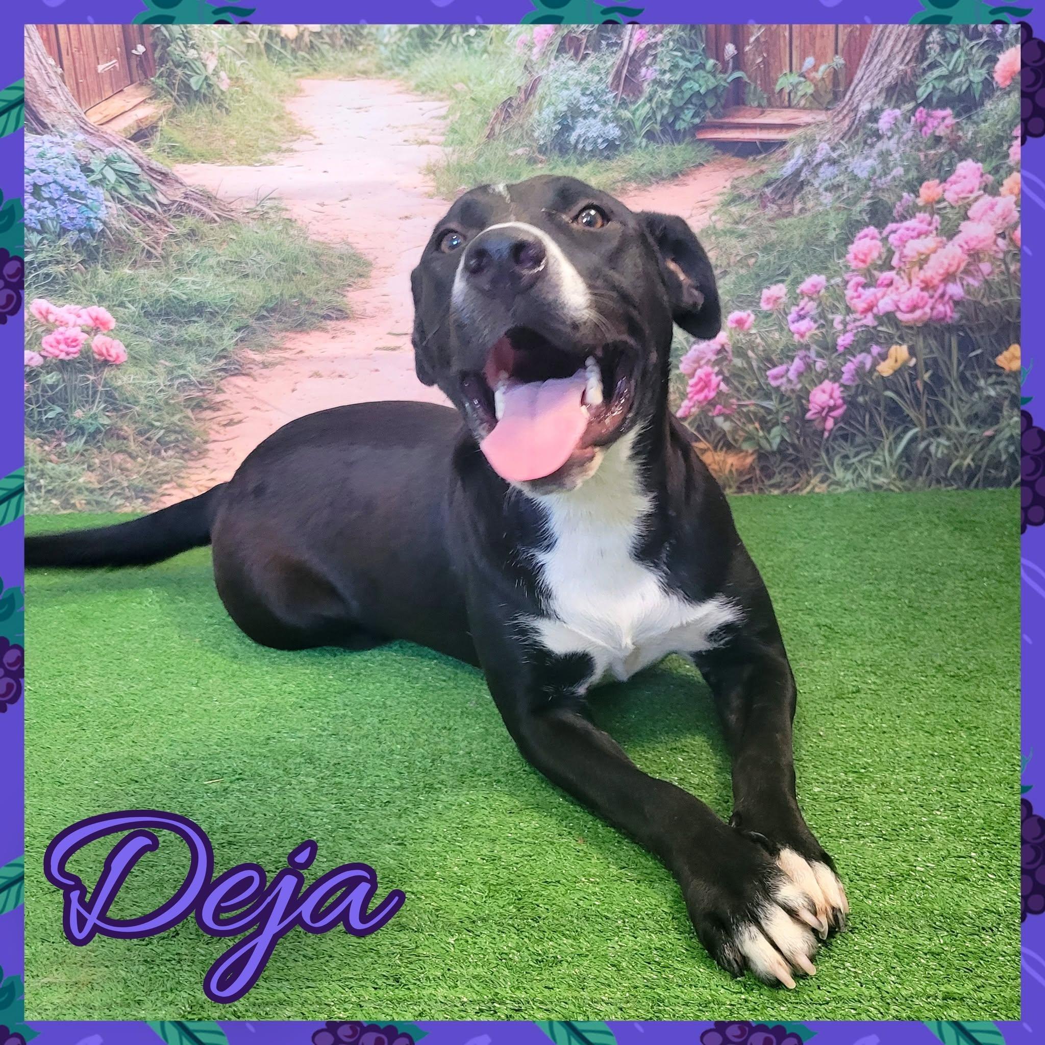 Deja, Adoptable, Young Female Black Labrador Retriever.