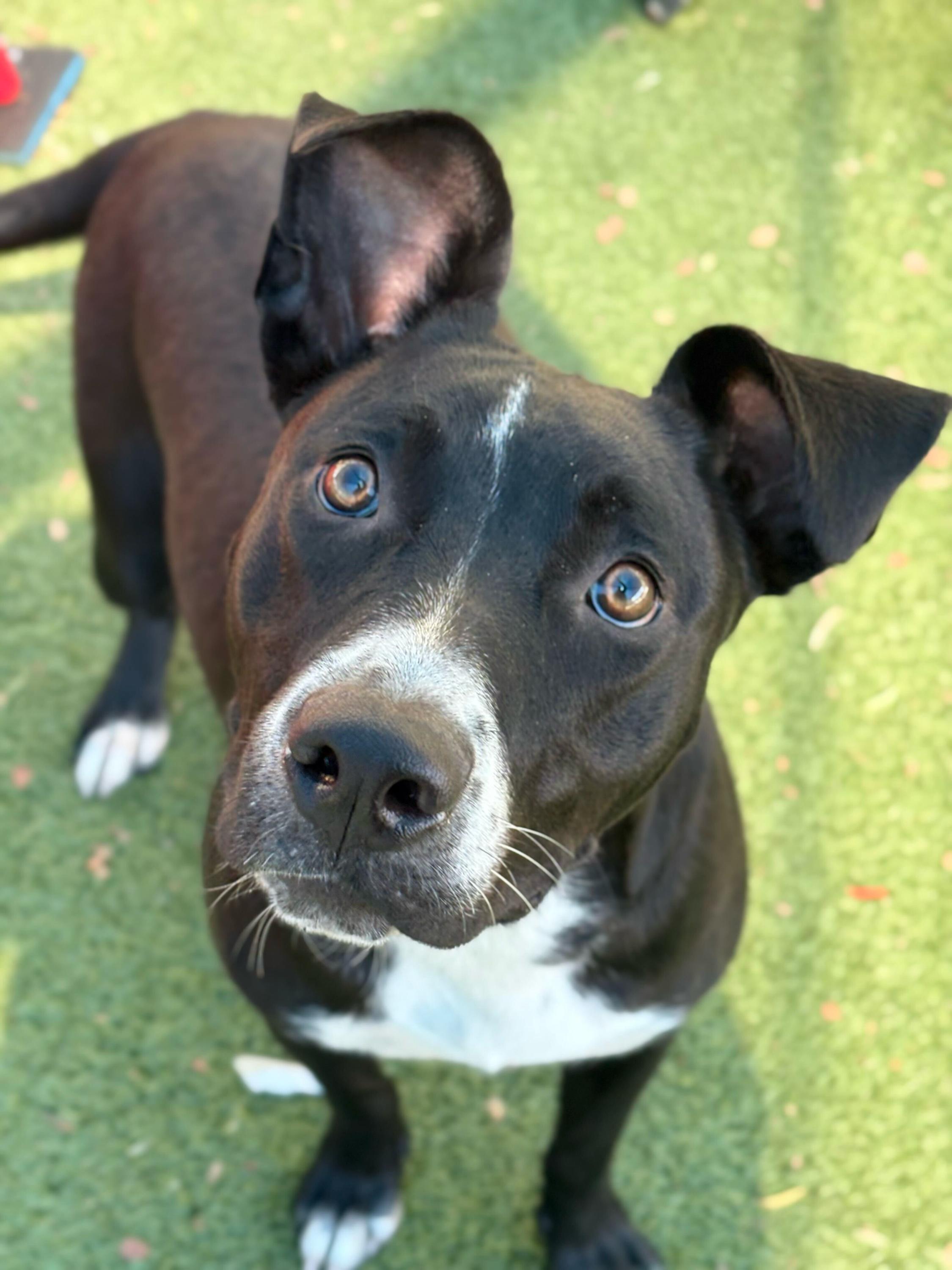 Enlarge Deja, a Adoptable mixed breed in Portland, ME image 2/3