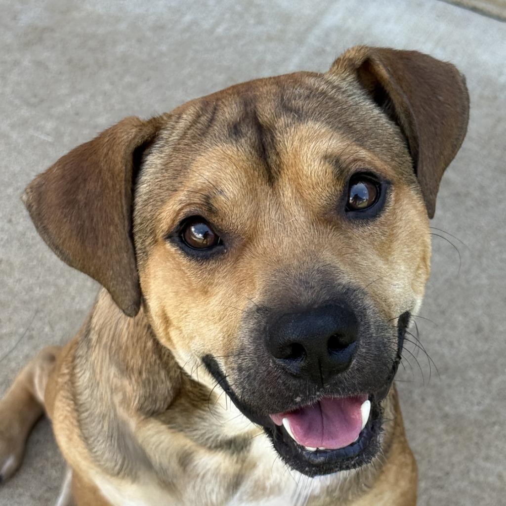 Enlarge Oogie Boogie, a Adoptable mixed breed in Brenham, TX image 1/6