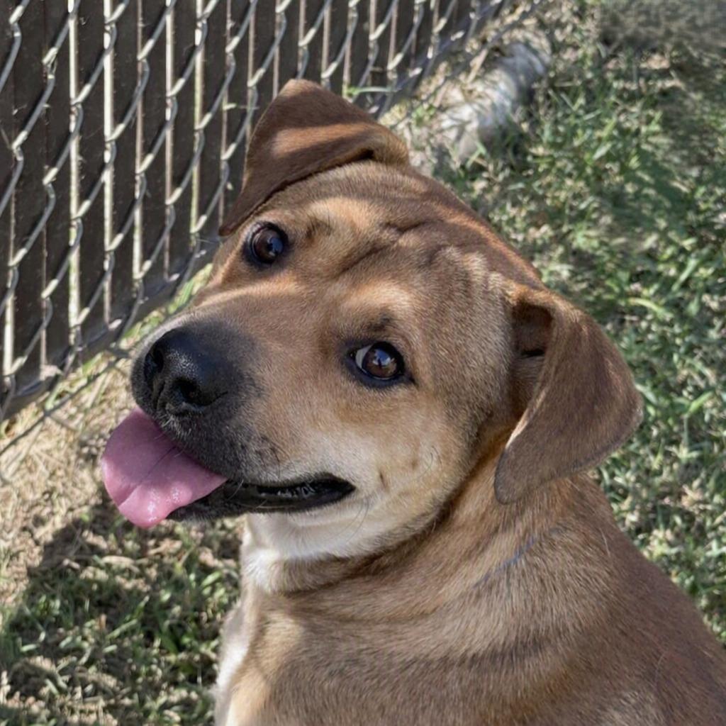 Enlarge Oogie Boogie, a Adoptable mixed breed in Brenham, TX image 2/6