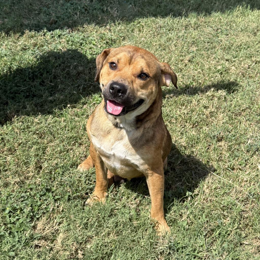 Enlarge Oogie Boogie, a Adoptable mixed breed in Brenham, TX image 3/6
