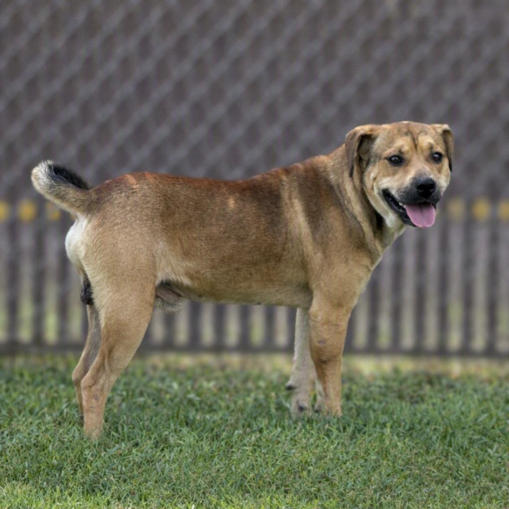 Enlarge Oogie Boogie, a Adoptable mixed breed in Brenham, TX image 4/6