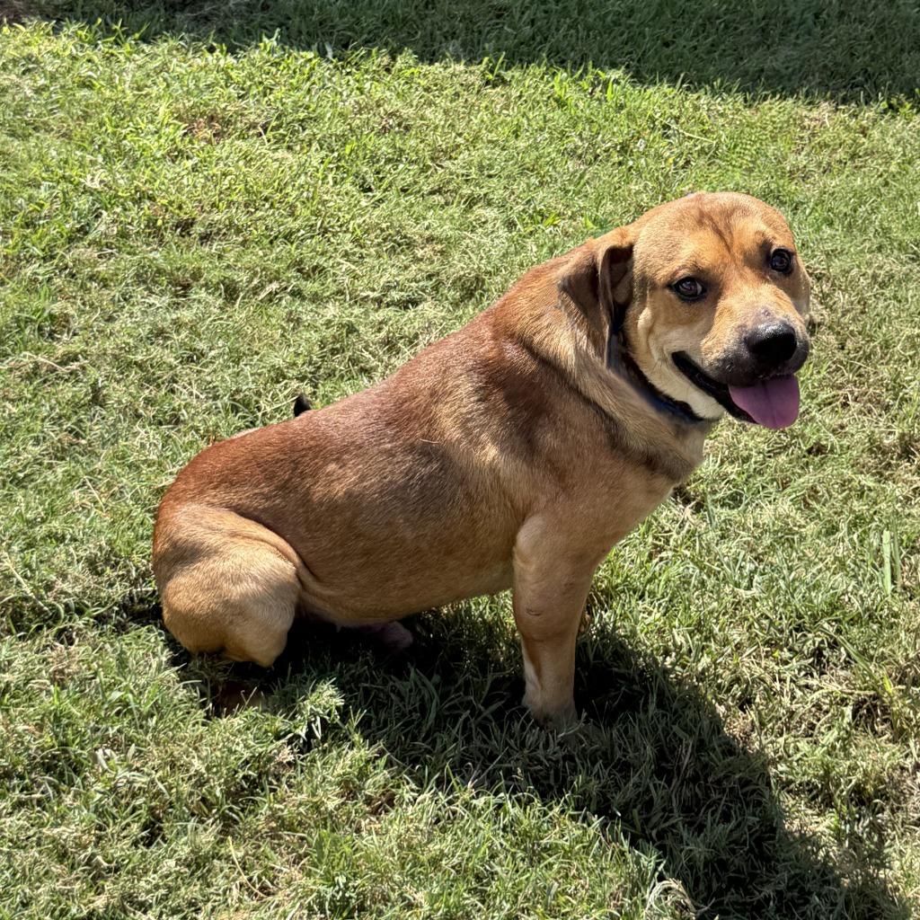 Enlarge Oogie Boogie, a Adoptable mixed breed in Brenham, TX image 5/6