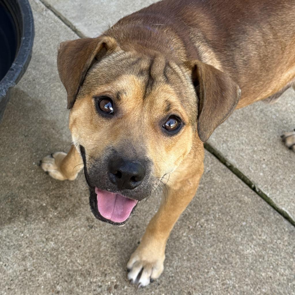 Enlarge Oogie Boogie, a Adoptable mixed breed in Brenham, TX image 6/6