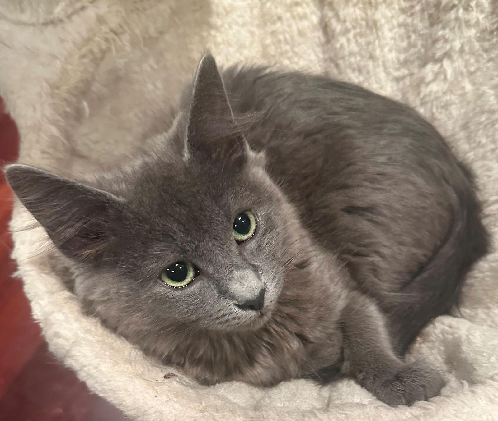 Bingo, Adoptable, Kitten Female Russian Blue & Nebelung.