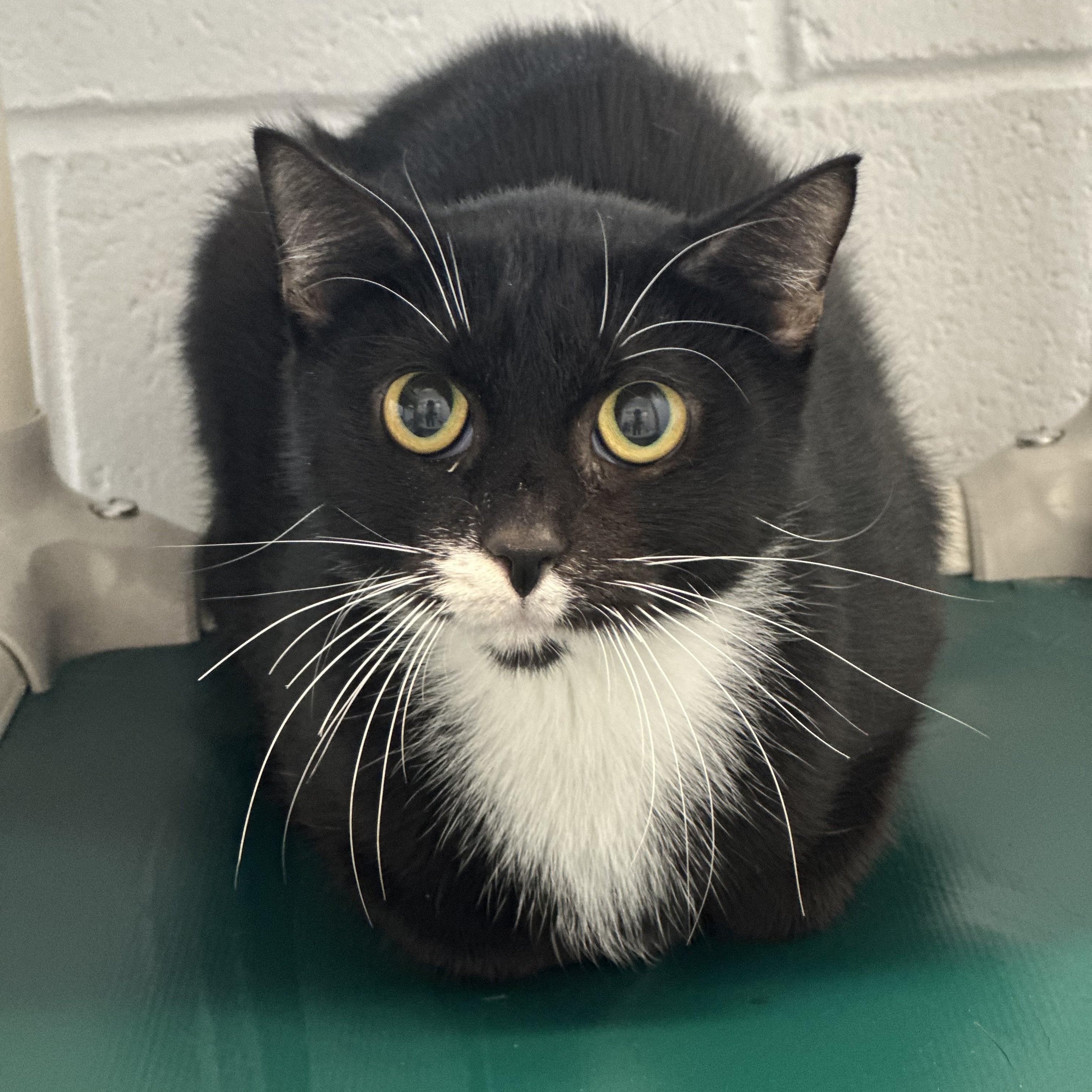 Louisiana, ADOPTABLE, Adult Female Domestic Medium Hair.