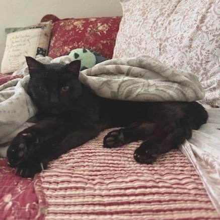 Sid, Adoptable, Senior Male Domestic Short Hair.