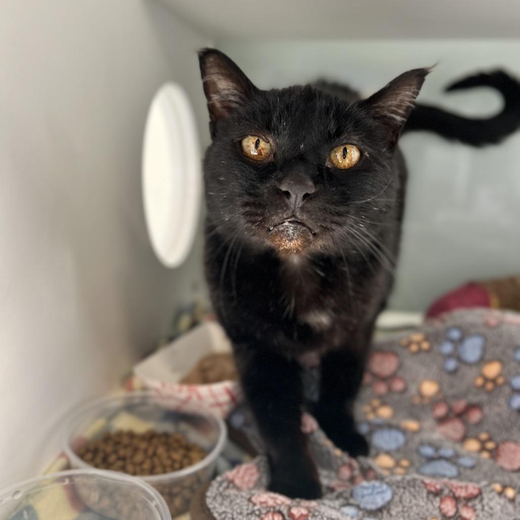 Enlarge Sid, a Adoptable Domestic Short Hair in Salt Lake City, UT image 2/6