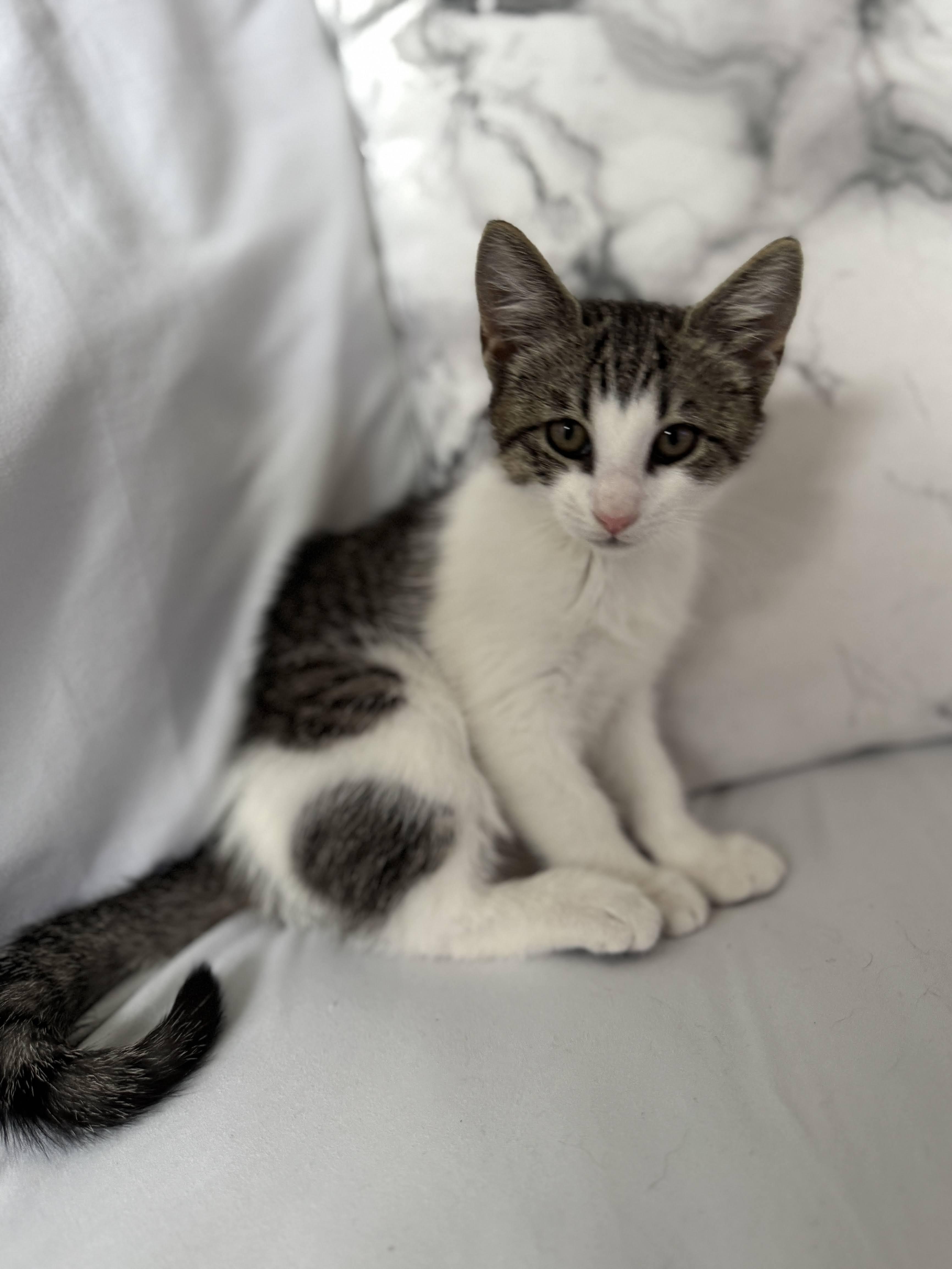 Miss Mary Mack, a Adoptable Domestic Short Hair in brooklyn, NY image 1/6