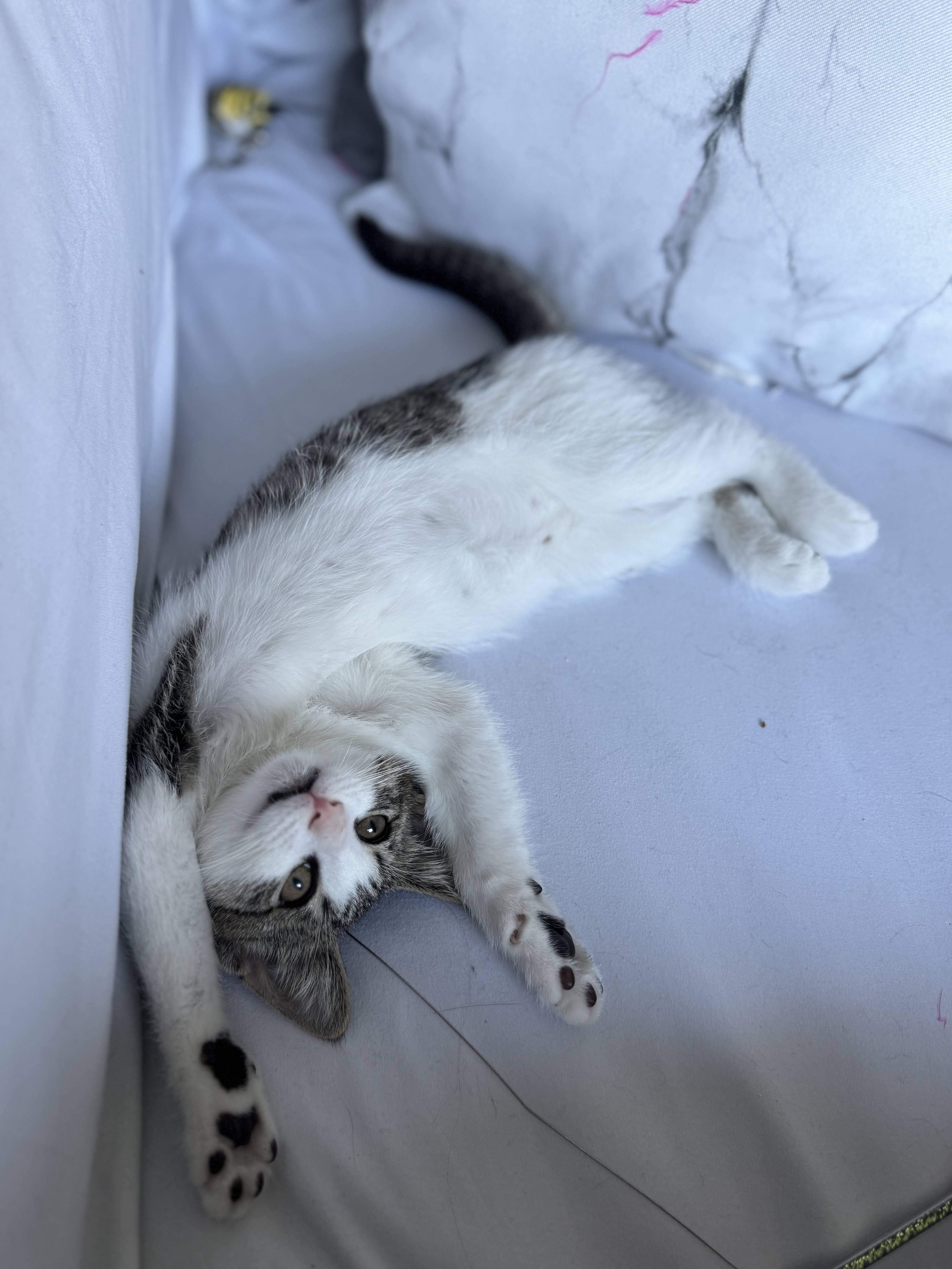 Miss Mary Mack, a Adoptable Domestic Short Hair in brooklyn, NY image 3/6