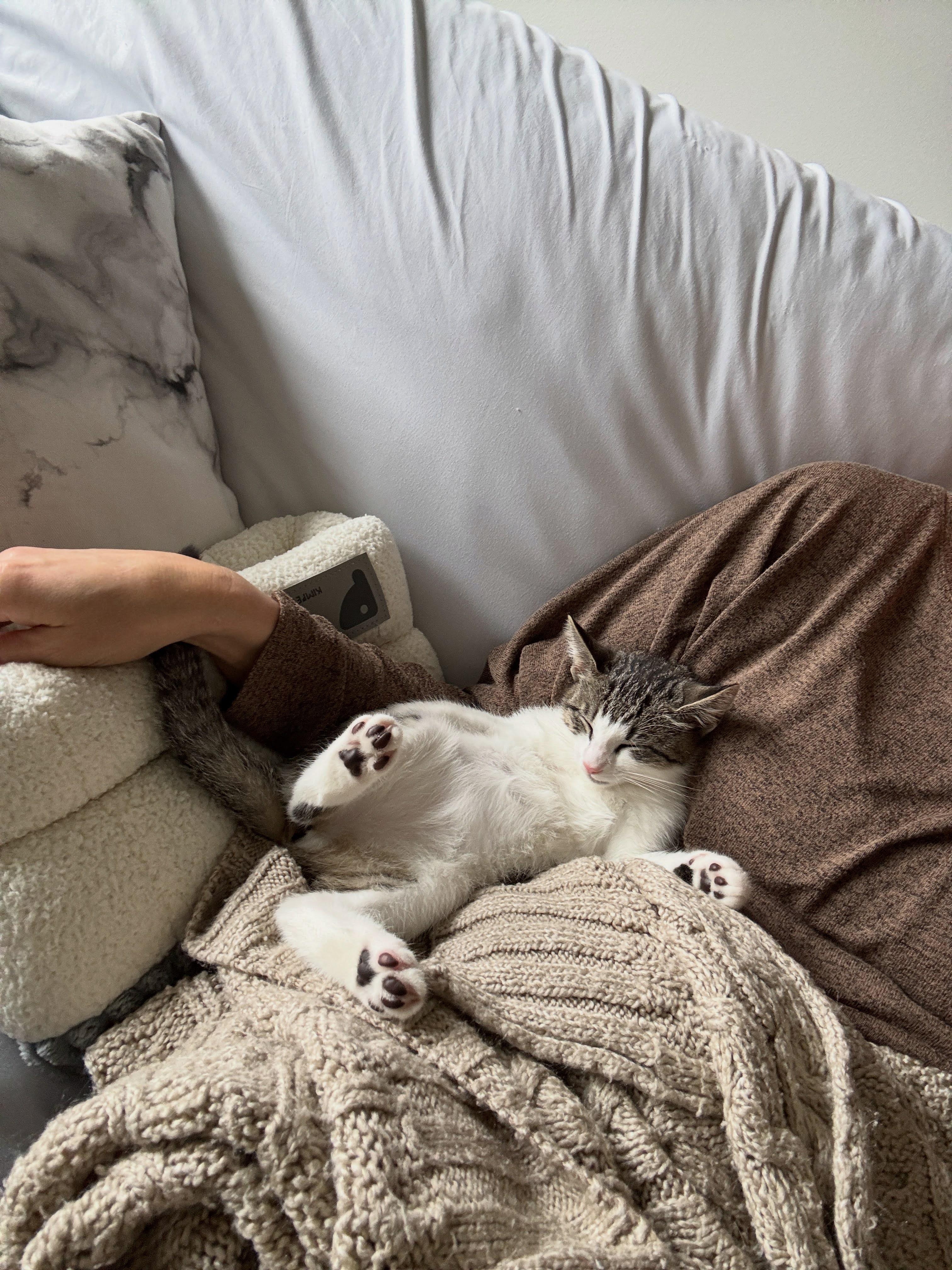 Miss Mary Mack, a Adoptable Domestic Short Hair in brooklyn, NY image 4/6