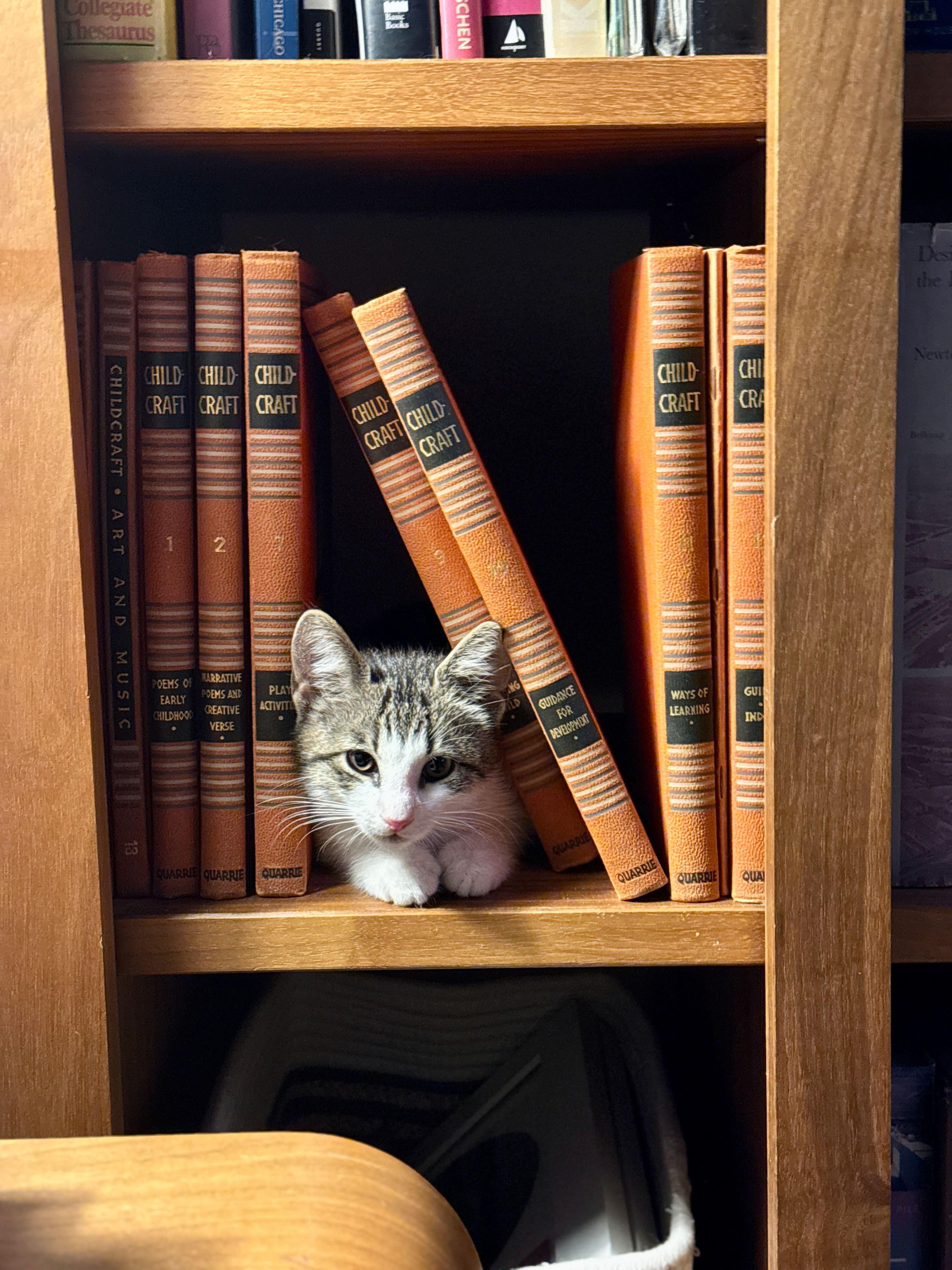 Miss Mary Mack, a Adoptable Domestic Short Hair in brooklyn, NY image 5/6