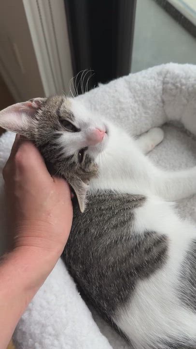 Enlarge Miss Mary Mack, a Adoptable Domestic Short Hair in brooklyn, NY video 6/6