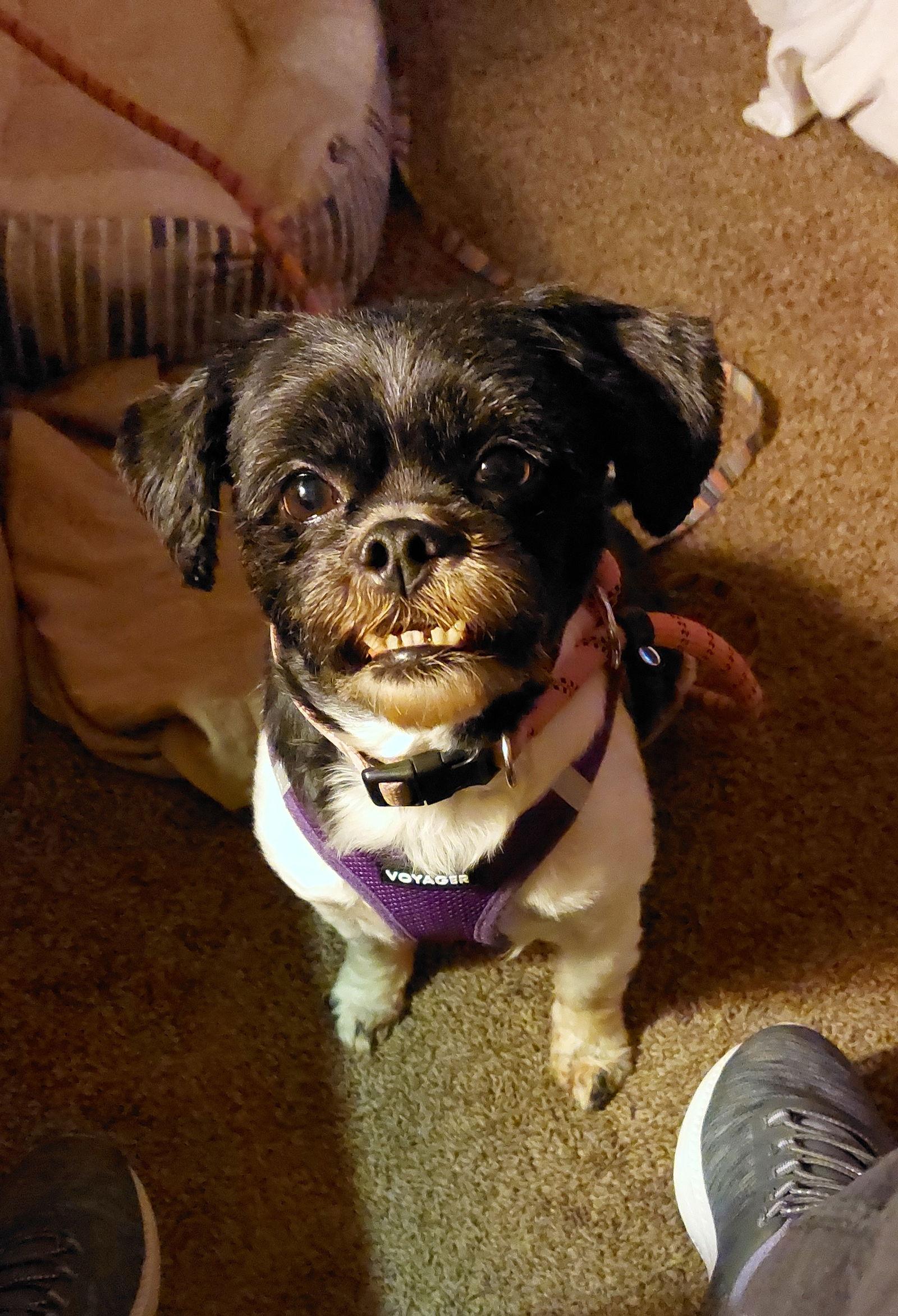 Minnie-OS, a Adopted mixed breed in Pataskala, OH image 3/3