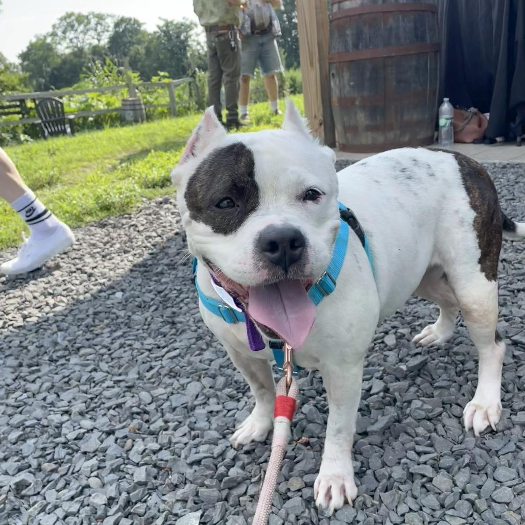 Matilda, Adoptable, Adult Female Mixed Breed.