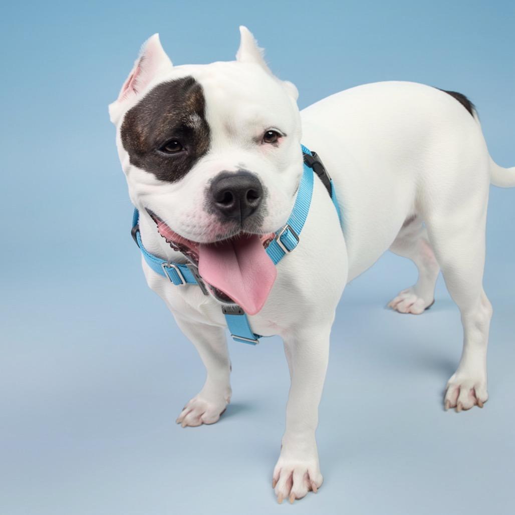 Matilda, Adoptable, Adult Female Mixed Breed.